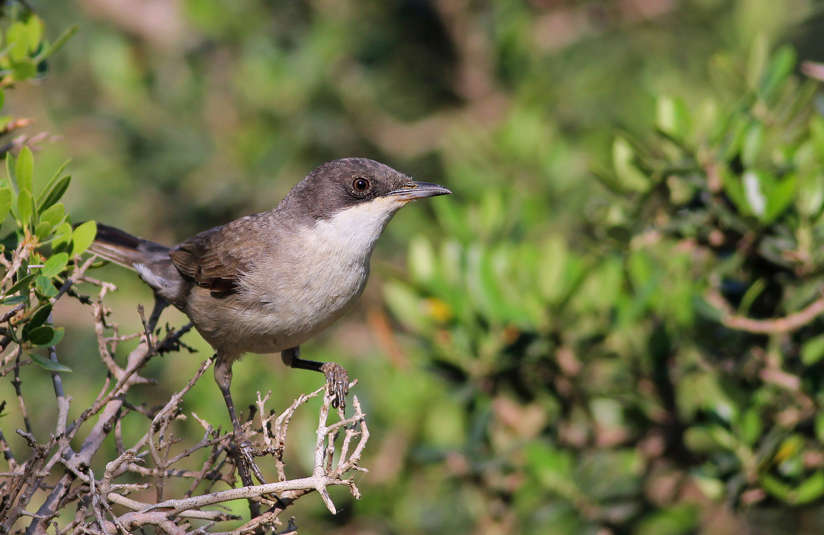 Eastern Orphean Warbler